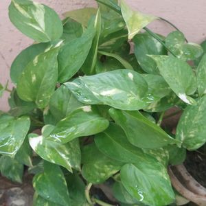 Green Money Plant