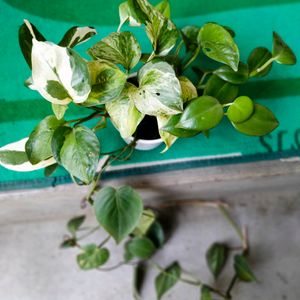 Assortted Air Purifying Plants For  ur Room.