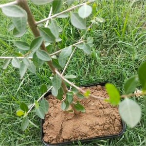 Long Stain Live  Henna Plant