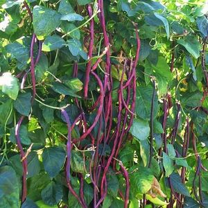 Purple And Green Yard Long Bean