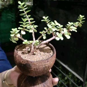 Brahmkamal plant And Jhade