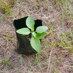 Tulsi Plant