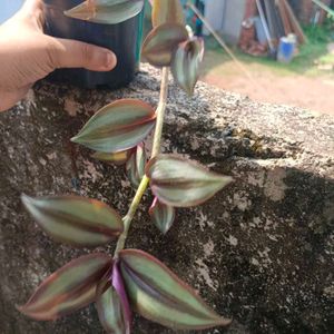 Wandering Jew Plant With Pot