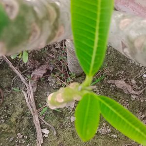 Champaplant/Magnolia champaca/Champak Ste