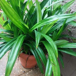 Biriyani Plant /Pandanus amaryllifolius With Roots