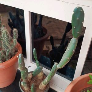 White Cactus Plant With Buds