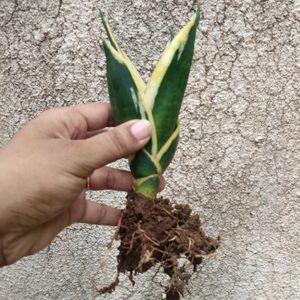 Snake Plant