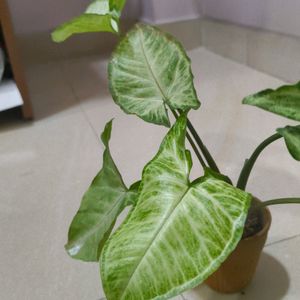 Live Syngonium Plant in Terracotta Pot