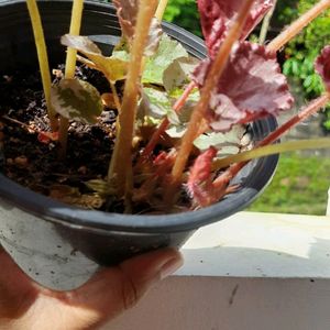 Begonia Rex Mature Plant For Sale