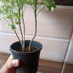 Varigated Aralia With Pot