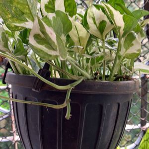 Njoy Pothos Plant