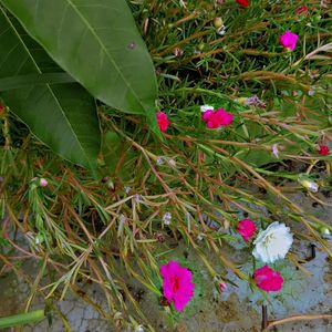 Pink &White Portcuala 💐 Flower Plant