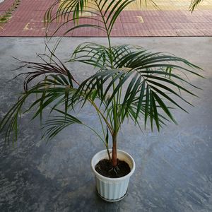 Areca Palm 3ft with Two Shoots