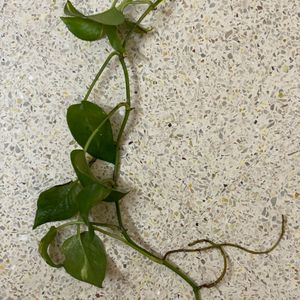 Golden Pothos - Live Plant Cutting