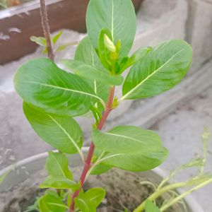 Sadabahar Plant ,/Catharanthus roseus