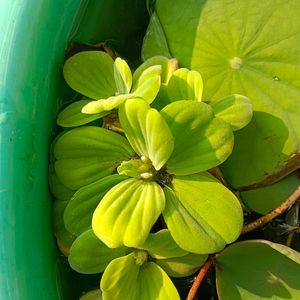 Water Lettuce/Cabbage, Aquatic Plant