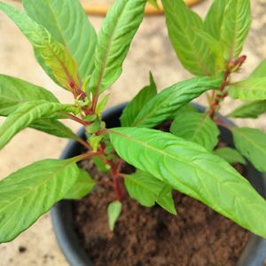 Red Velvet Flower  Plant