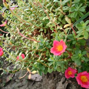 Portulaca Plant