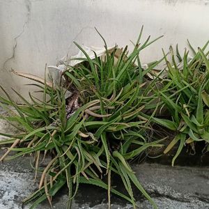 Aloe Vera Plant 🌵