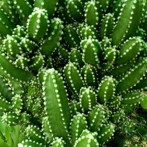 Triangular Cactus