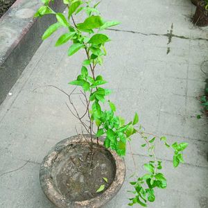 Mehendi Tree