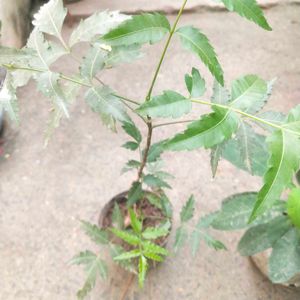 Healthy Neem Plant With Root