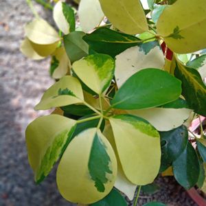 *G*  Indoor Bonsai Stem🌿🌿🌿