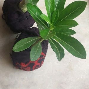 Adenium Sapling For 2