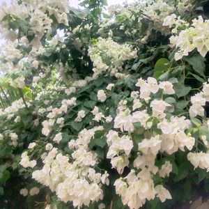 Combo Of 3 Type Parmanent Flower Cutting Available