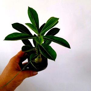 Healthy Adenium Combo