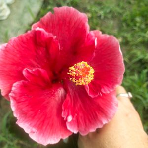 Taiwan Hibiscus Flower Plant With Root