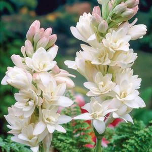 Pack Of 10 Rajnigandha Flower Bulbs