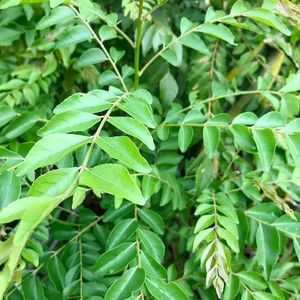 Curry Leaves Plant