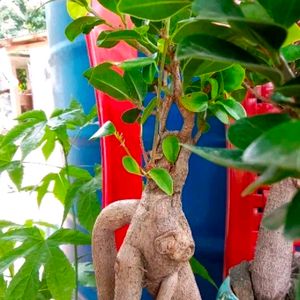 Beautiful Bonsai Ficus Plant With Root