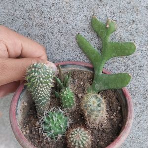 😍Mix Live Cactus 🌵