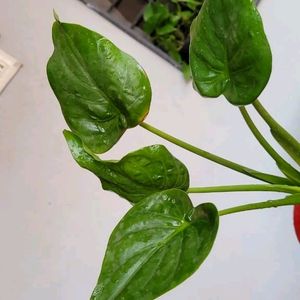 Alocasia cucullata (Elephant Ear) Plant & Pot