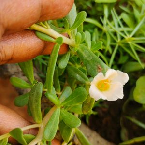 White Combo Table Rose And Portulaca 3 Plant