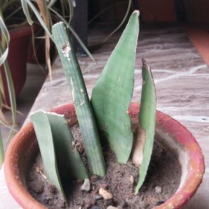 Rooted Cutting Snake Plant