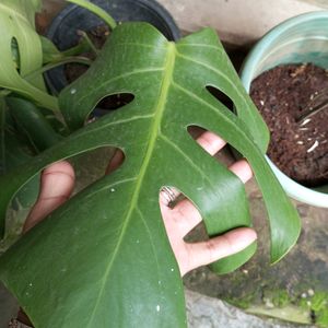 MONSTERA DELICIOSA.