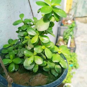 Jade Plant kuberakashi , Dhankuber live plants