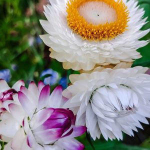 Strawflowers/Plastic Flowers