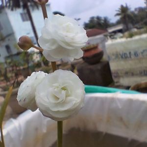 Water Rose Plant