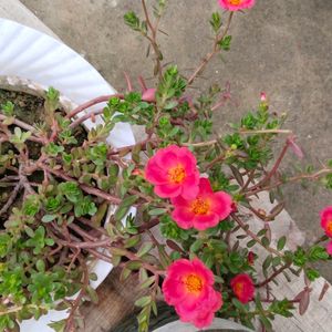 Portulaca Plant Cutting -Dark Peach Colour