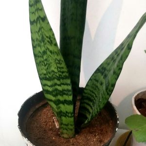 Snake Plant Available In Plastic Container