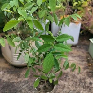 White Aprajita Plant With Roots