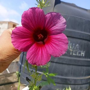 Beautiful Flowering Seeds @ Wholesale Price