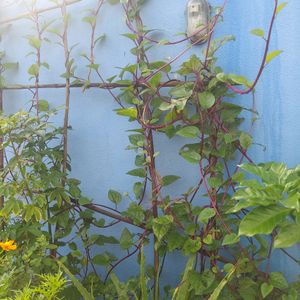 Red Spinach Creeper