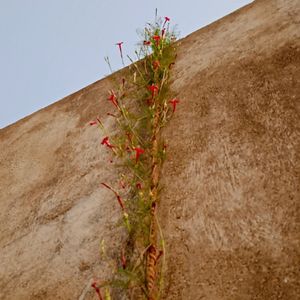 Red Cypress Vine Seeds