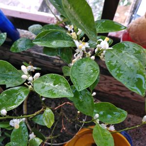 Mini Japanese Orange Plant