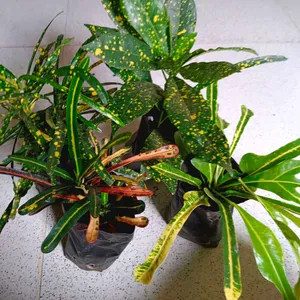 4 Varieties Of Croton Plant